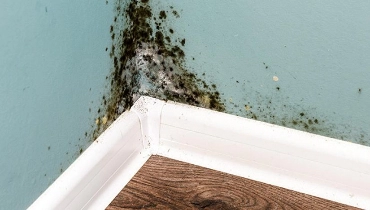 Mold on the walls of a house