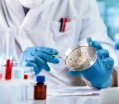 A lab technician wearing plastic gloves and holding a petri dish with mold growing in it.