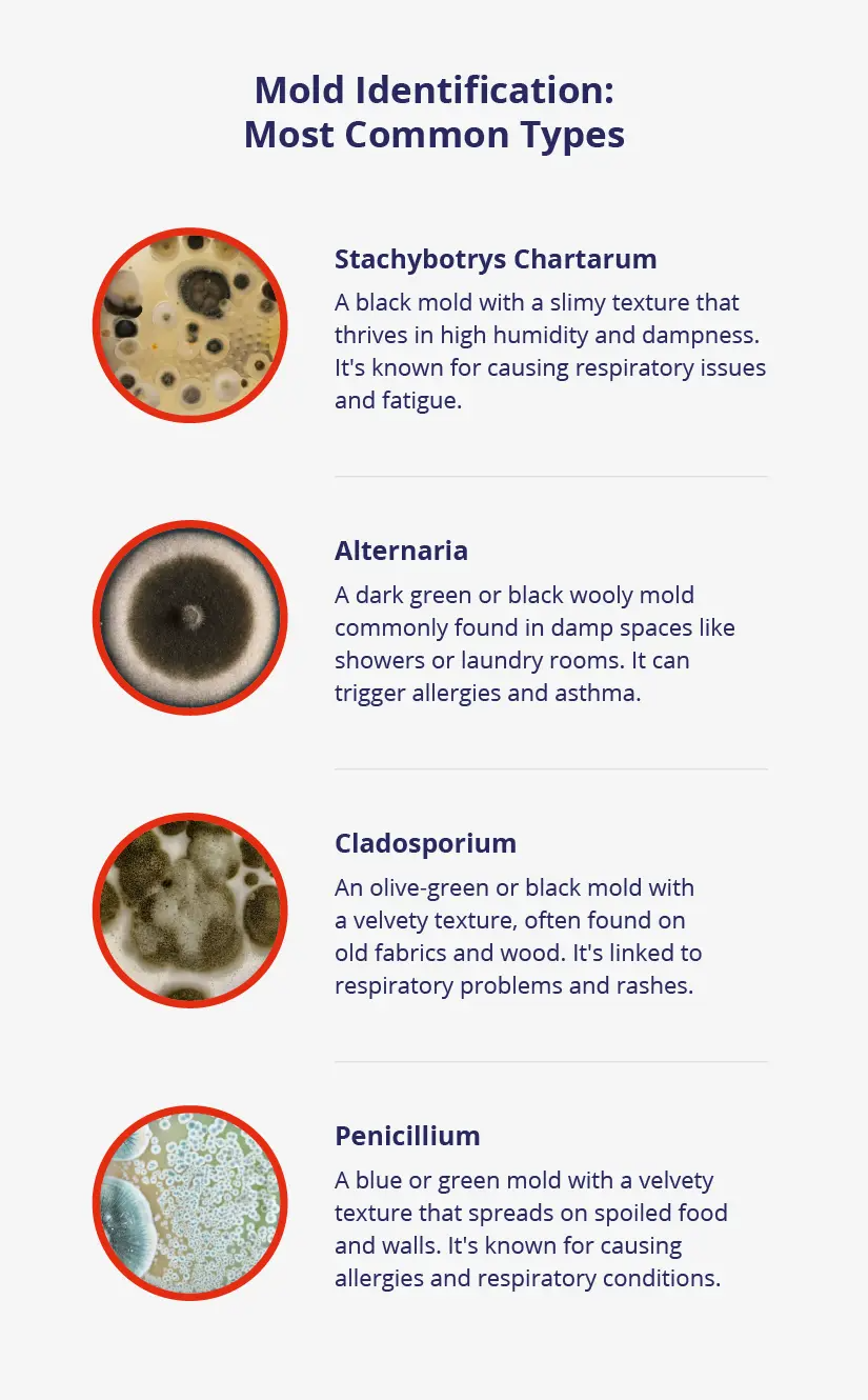 A graphic identifies common types of mold.