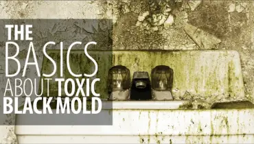 Toxic Black mold.
