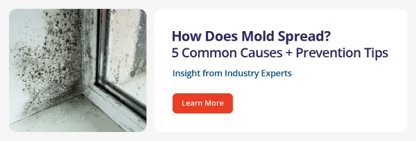 how does mold spread