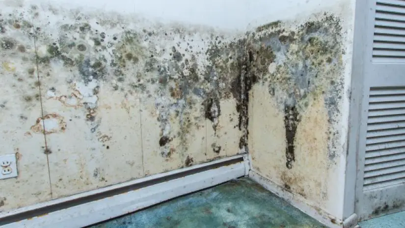 Mold growth on interior walls as a result of water damage