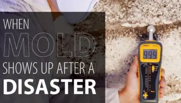 How Mold Shows Up After a Disaster Blog Hero Image.