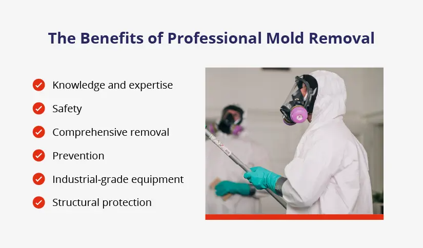 A graphic shows six benefits of professional mold removal.