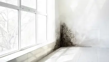 Dark mold growth spreads across the corner of a wall near large windows, highlighting the need for professional mold inspection and removal in Chattanooga homes.