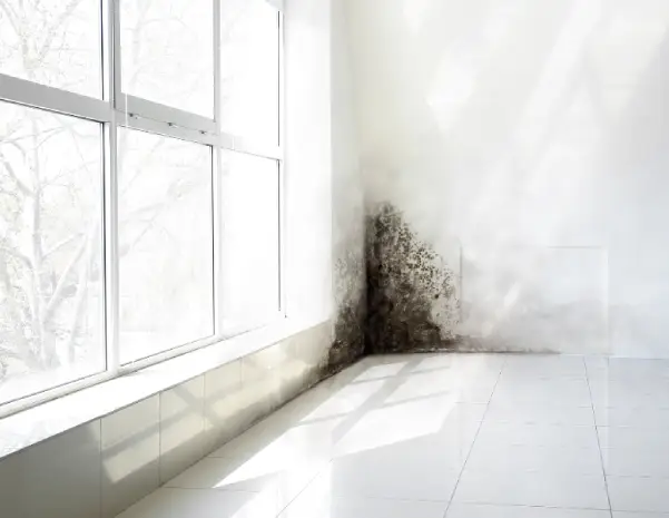Dark mold growth spreads across the corner of a wall near large windows, highlighting the need for professional mold inspection and removal in Chattanooga homes.