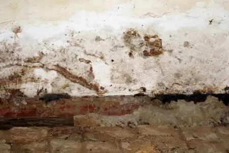 An extreme amount of mold on walls and the floor of a room.