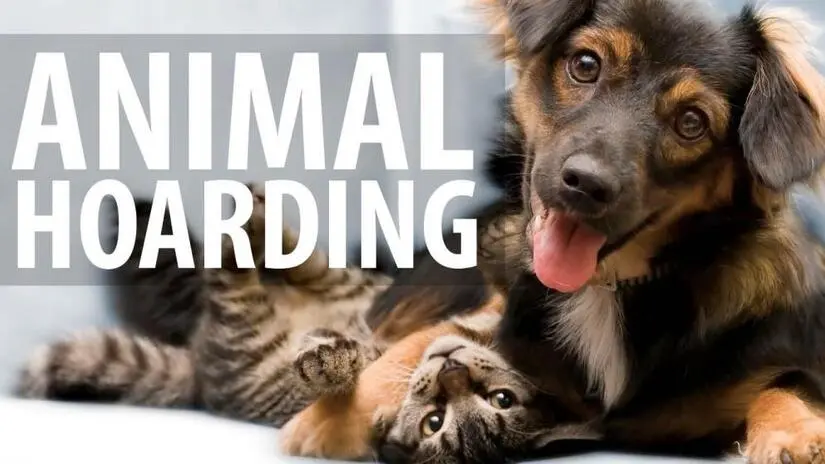 animal-hoarding