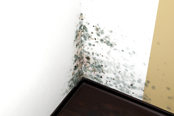 Green mold in corner of a room in residential home
