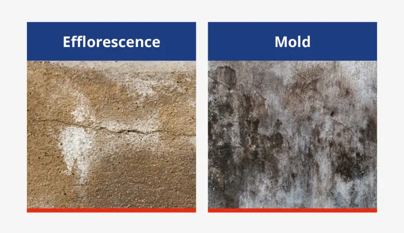 A side-by-side comparison of efflorescence vs mold on concrete.