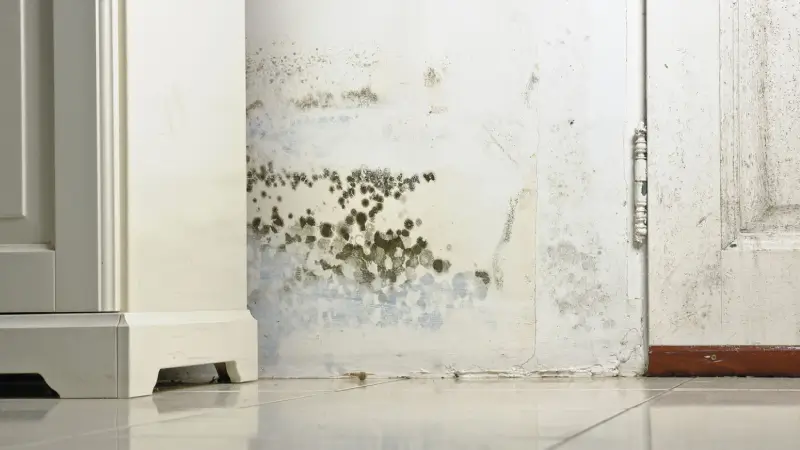 Mold growing on a white wall.