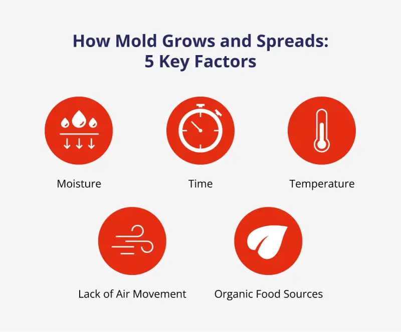 Graphic listing the factors in how mold grows and spreads.