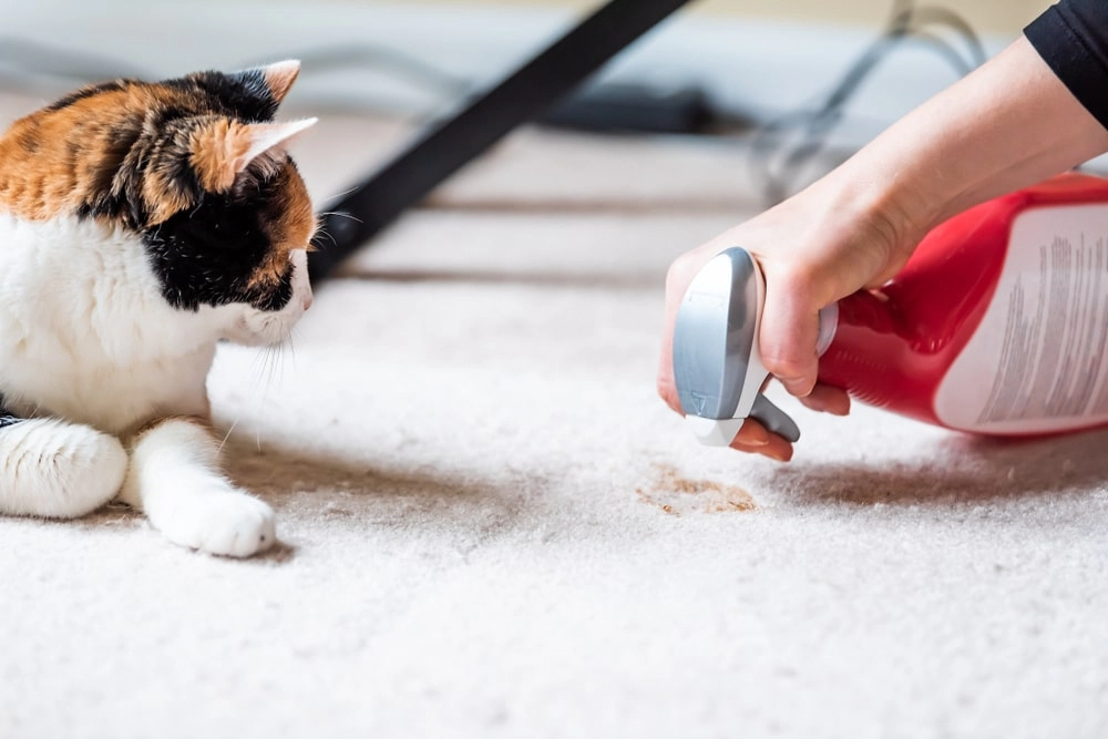 cleaning cat vomit from carpet.