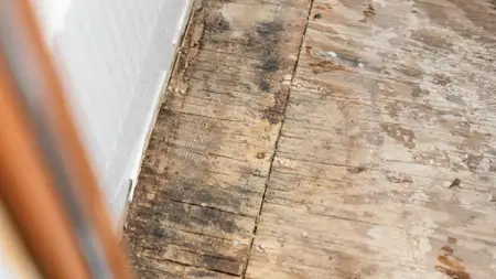 So, you've been told your deck stairs have succumbed to dry rot, but what is dry rot? Learn what causes dry rot and how to identify dry rot vs. wet rot.  