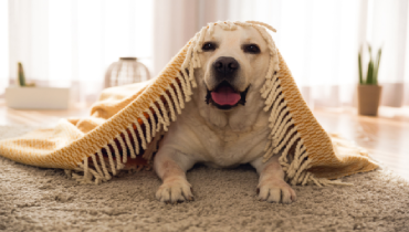 A yellow Labrador retriever lies on a soft carpet with a cozy orange blanket draped over its head. The dog looks relaxed and happy, with its tongue out and natural light filling the warm, inviting room.