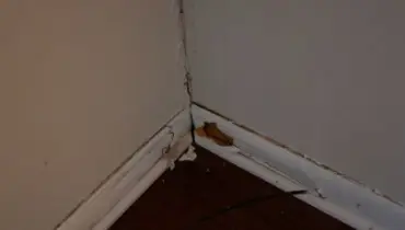 Close-up of a damaged interior wall corner showing signs of water damage. The baseboard is warped and discolored, with peeling paint and a visible crack where the walls meet. A small piece of debris and a cable are on the dark wood floor near the affected area.