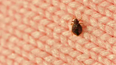 Do you know what to do if you have bed bugs? Rainbow Restoration will show you how to check for bed bugs in your home and how to get rid of them.