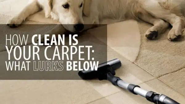 How Clean Is Your Carpet: What Lurks Below blog banner