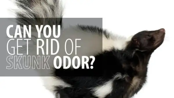 How to Get Rid of Skunk Odor blog banner
