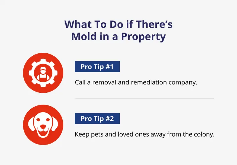Graphic listing tips for what to do if there’s mold on a property.